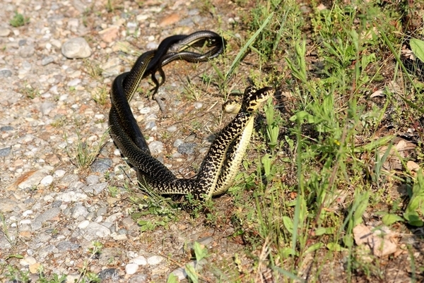 Lotta tra Coluber viridiflavus - Hierophis viridiflavus